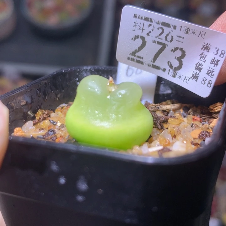 精品生石花226.273