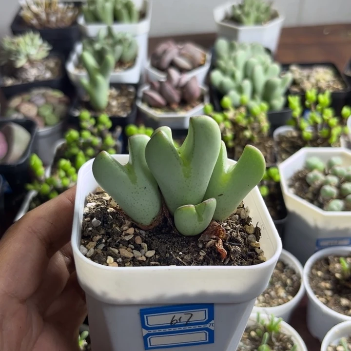 617 少将多肉植物
