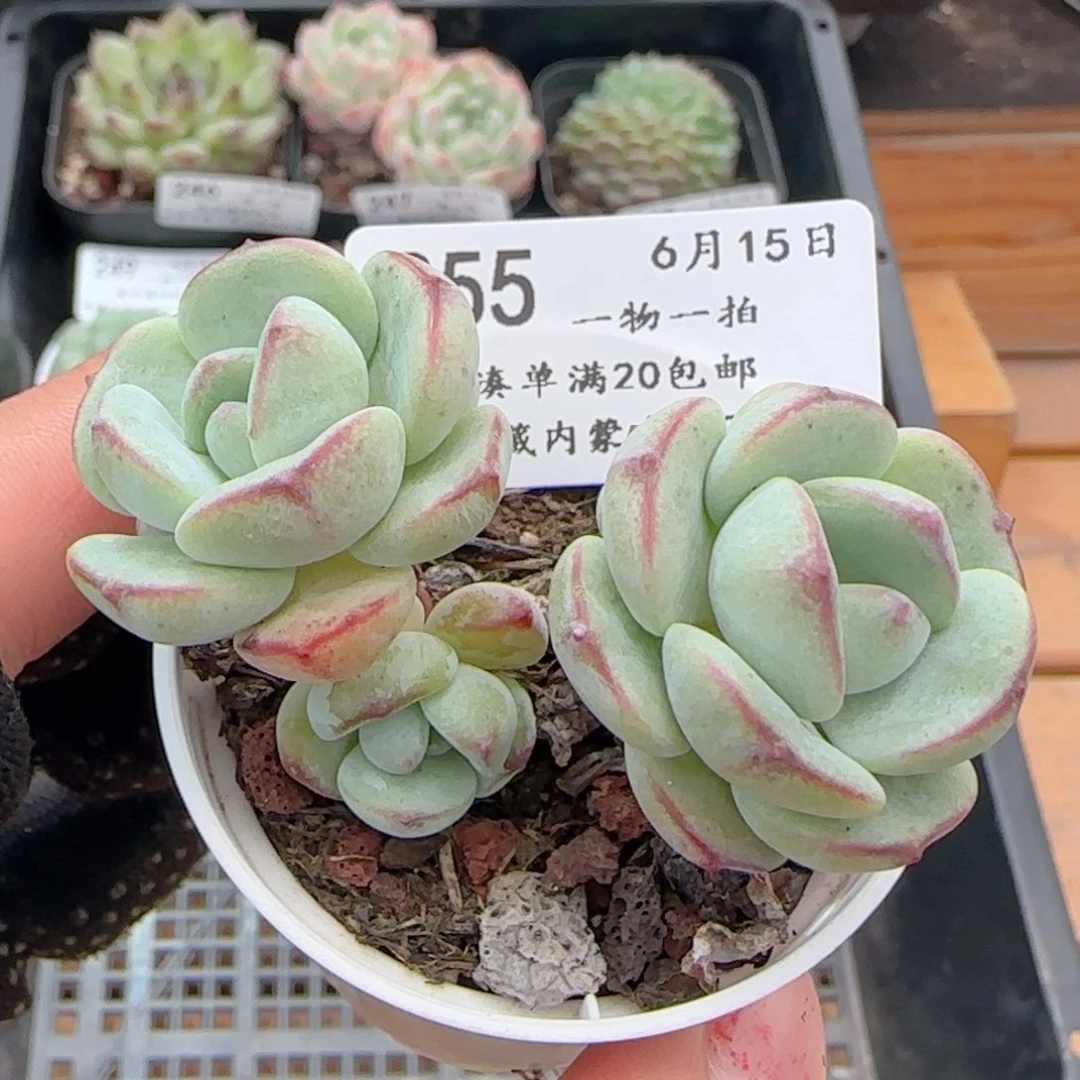 0615-255香草香草
