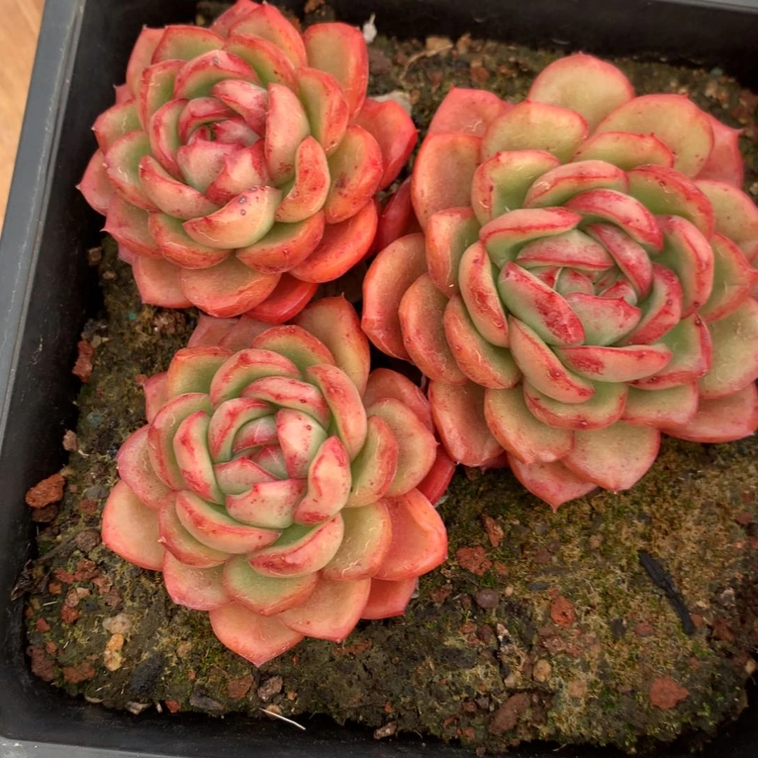 浪2713杂交精品基地13厘米