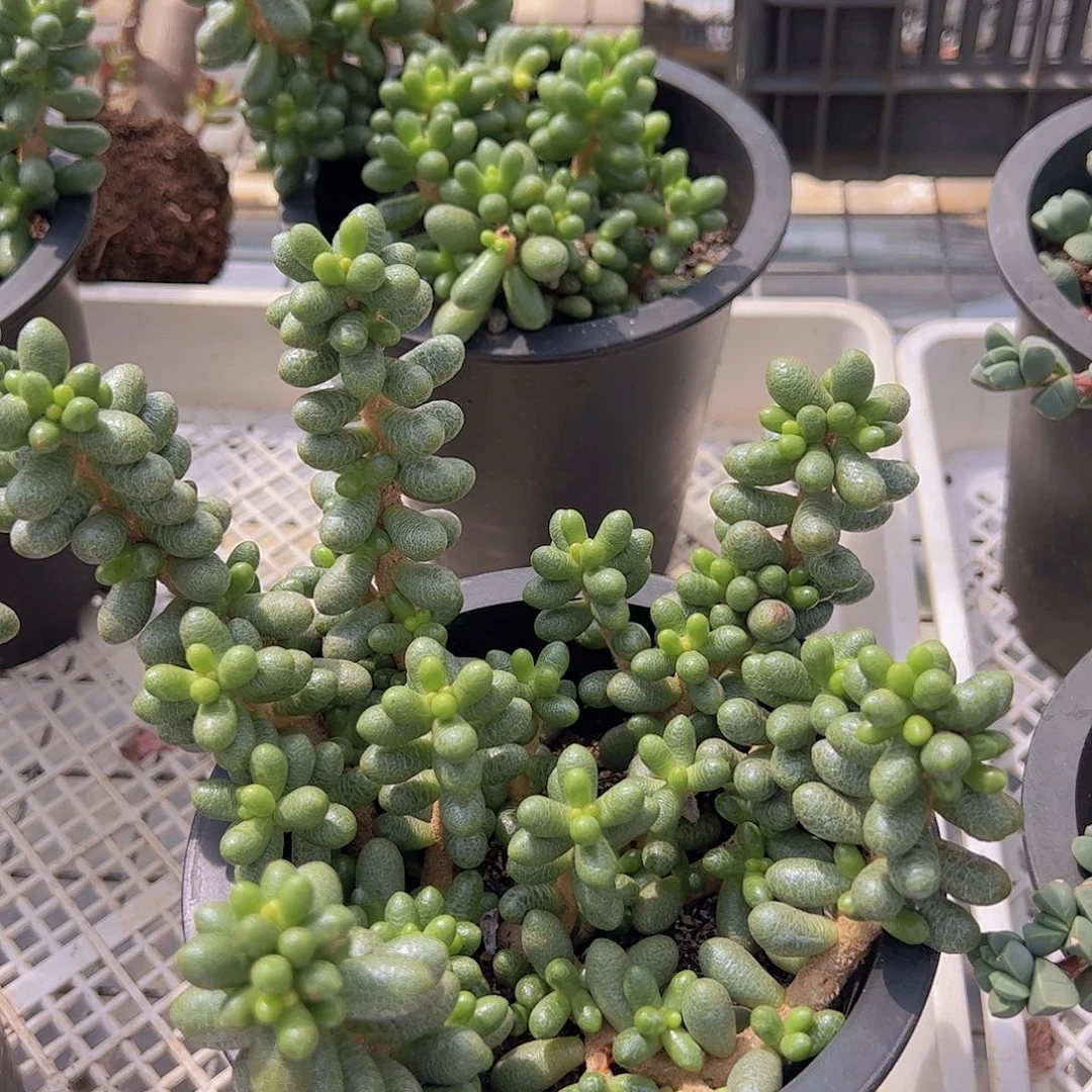 绿龟卵多头大盆裙造型