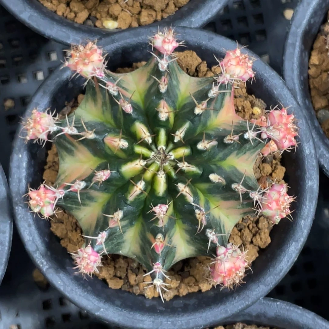 当前无花朵，栽培后可花朵维纳斯