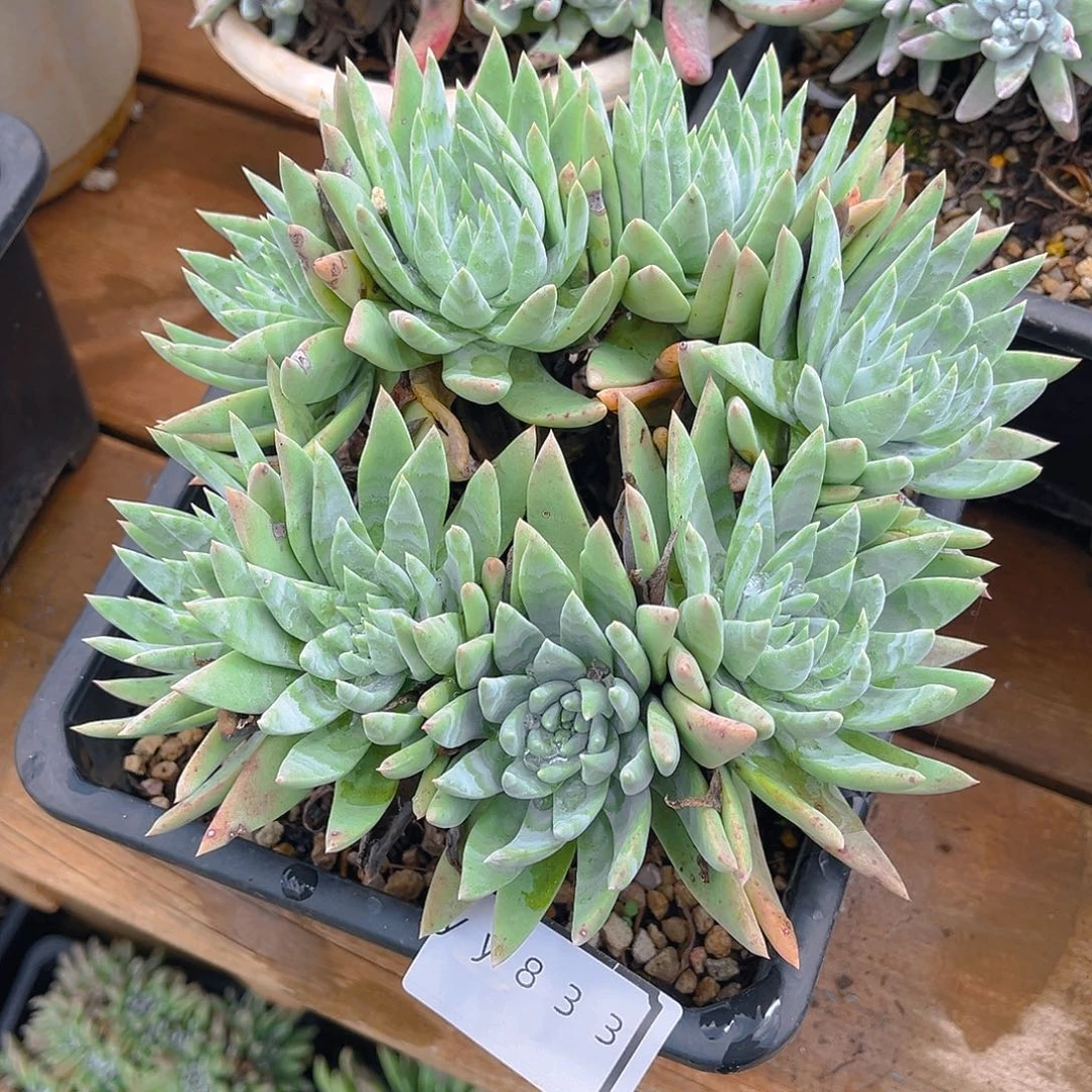 老桩仙女杯yy833