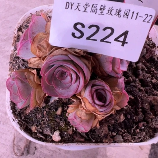 妮***SY三碗224 梅萦x问尘x各种