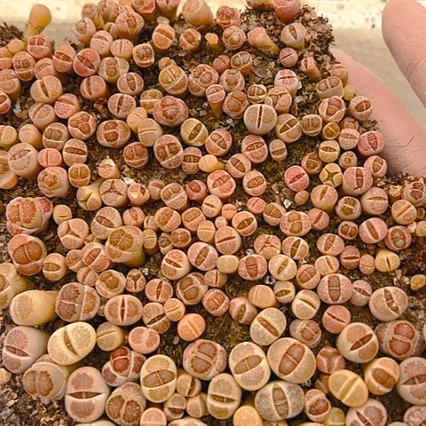 21579团团圆圆呀