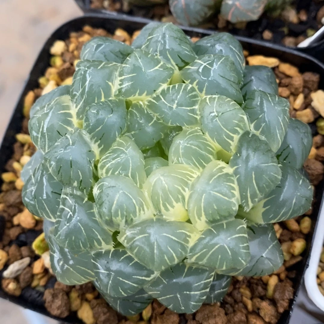 一颗糊斑湖水玉露锦。