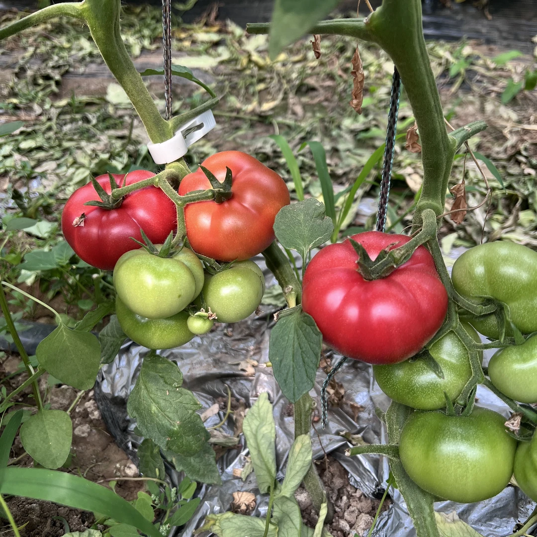 梨河生态水果番茄西红柿（4斤）一款当水果吃的蔬菜新鲜番茄同城配河南省