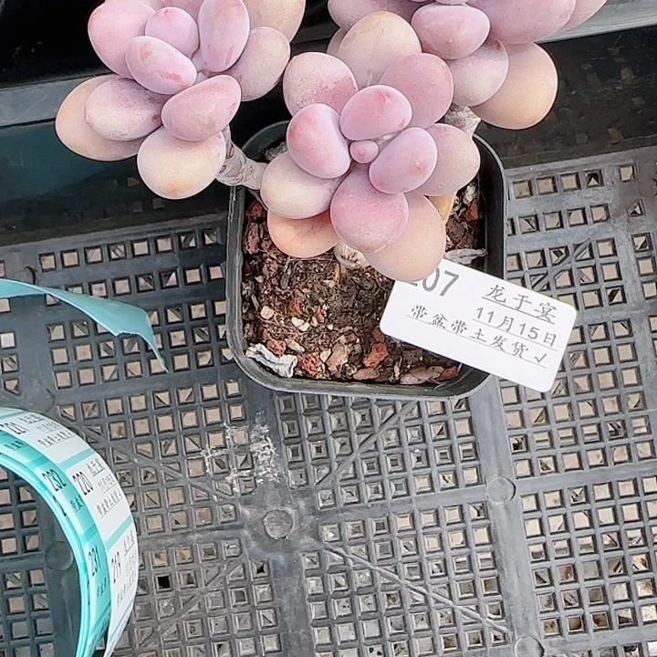 *****1115------207桃蛋小老桩