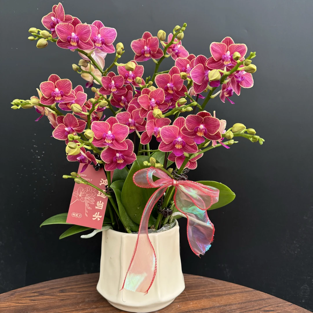 蝴蝶兰 《金边玲珑》红色系花花 红红火火 基地直发 花带花苞