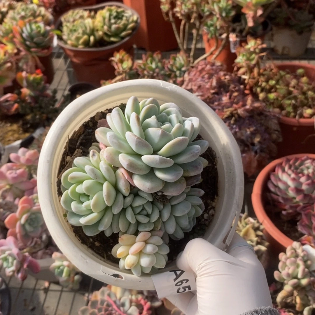 658冰玉多头一物一拍