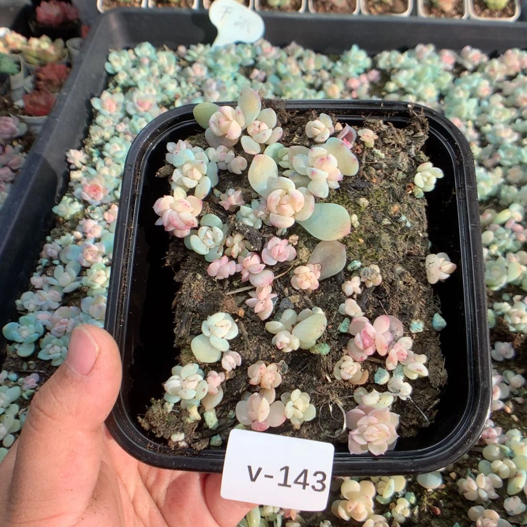 无花朵V143英语英语