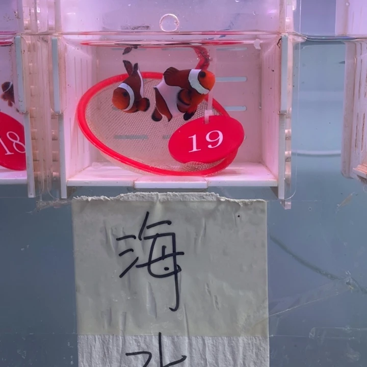 海水鱼精品玛瑙一对4-5