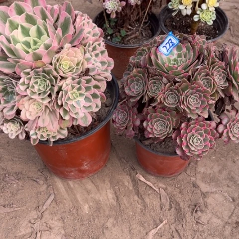 228多肉植物组合,