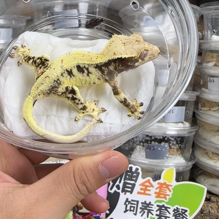 冬***️睫角守宫莉莉白弟弟