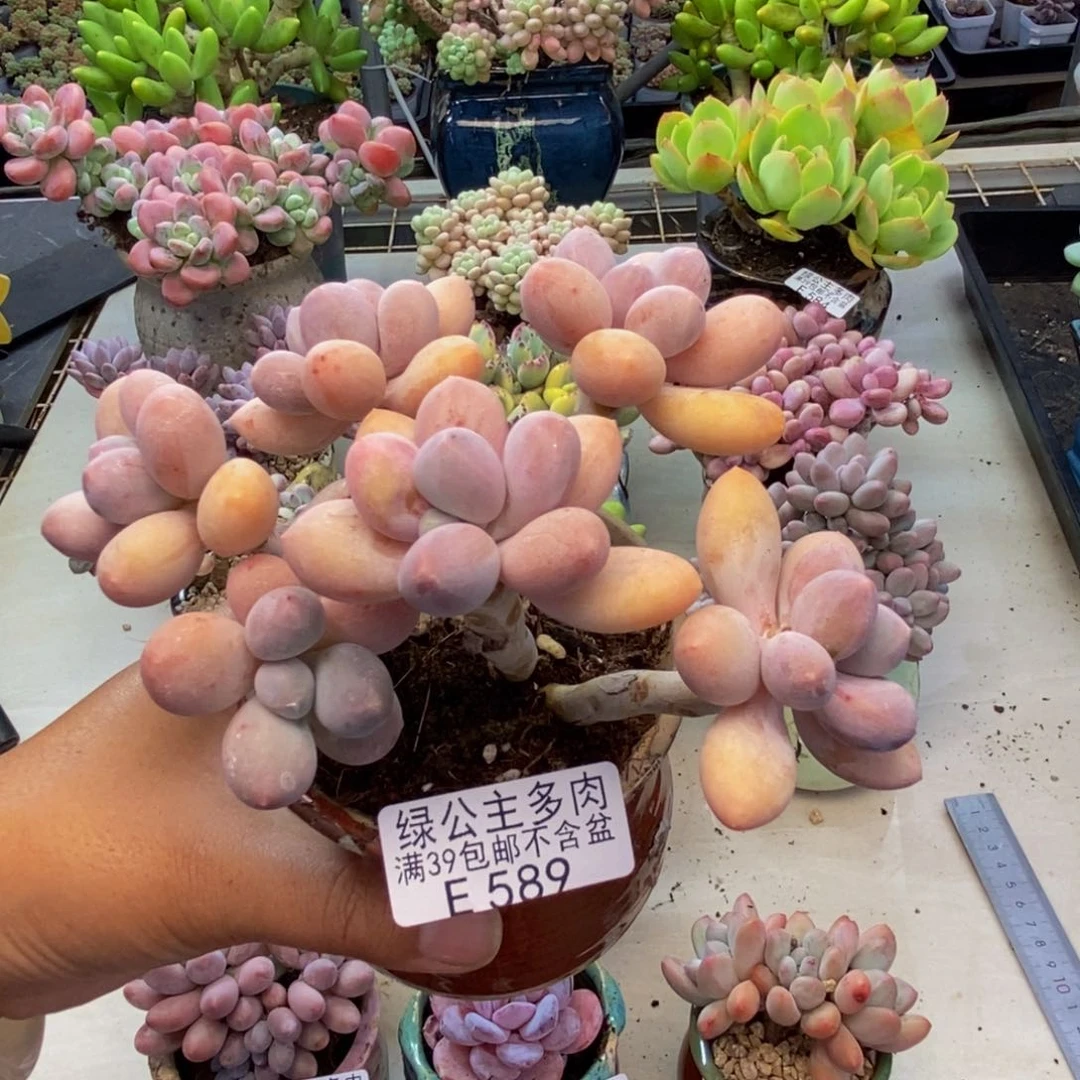 589香水手指奶多肉10c m