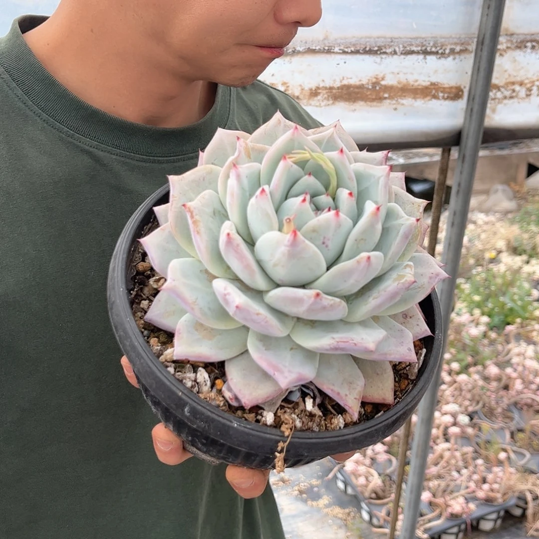 祖母绿优选00000