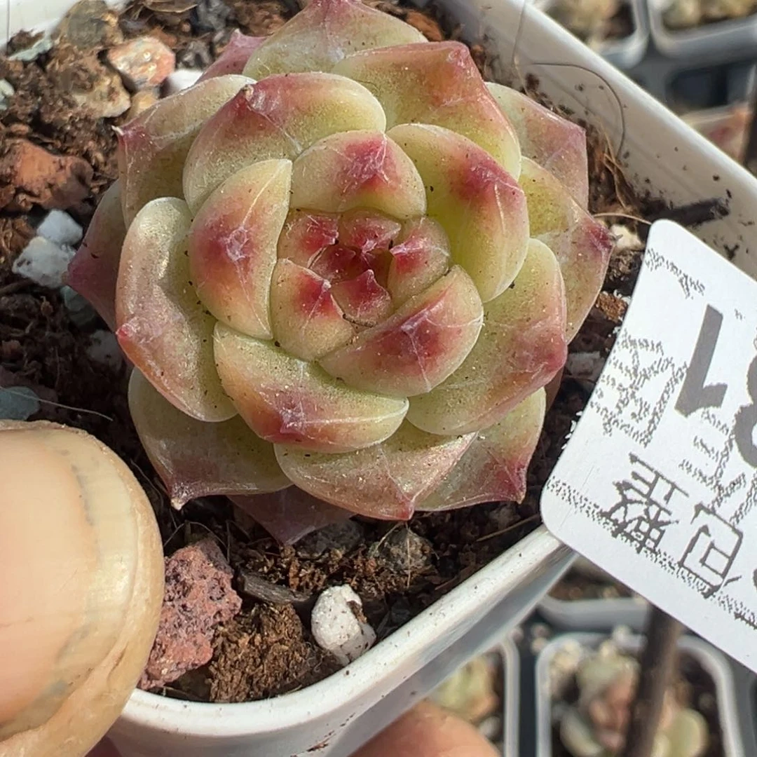 小卡拉米糖心一物一拍5-131