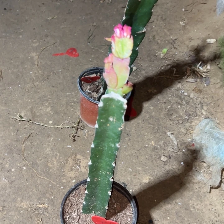 江***湖当前无花栽培后可以开花金玉良缘51