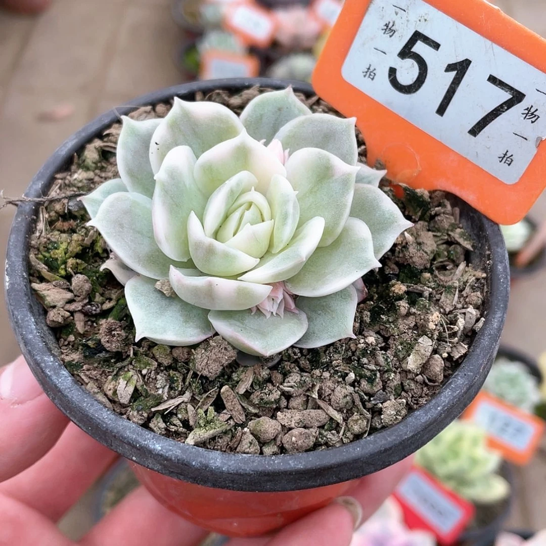 【闪购商品】517号