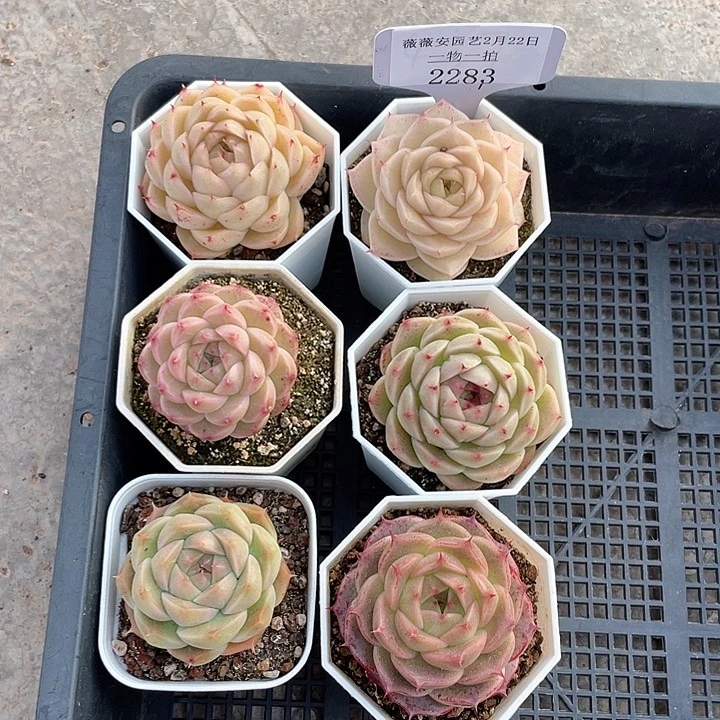 薇薇安园艺多肉2283
