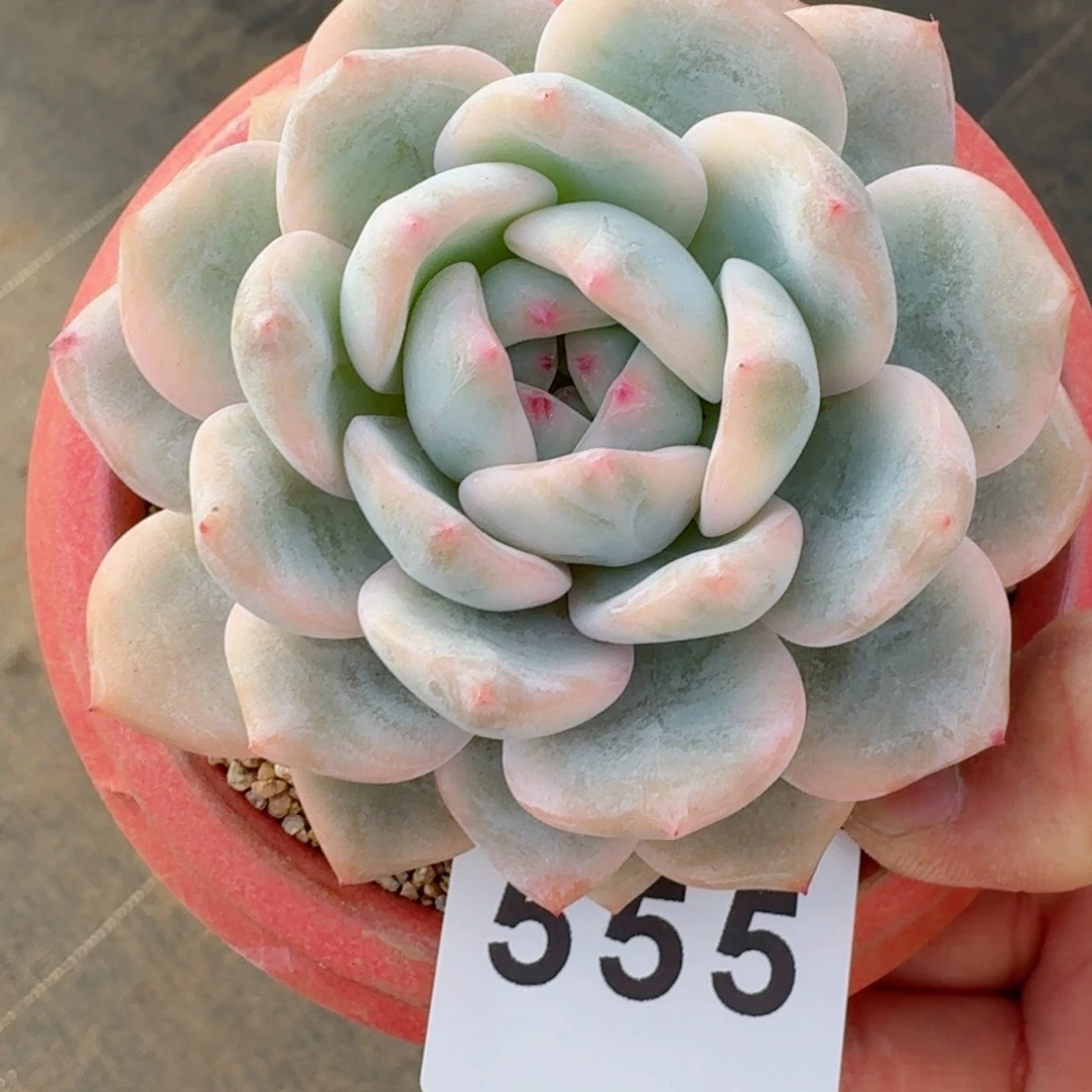 宽叶橙子锦      愿你一路坦途，乘风破浪展宏图