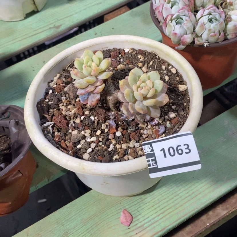 【闪购商品】岚****室橙梦露1063