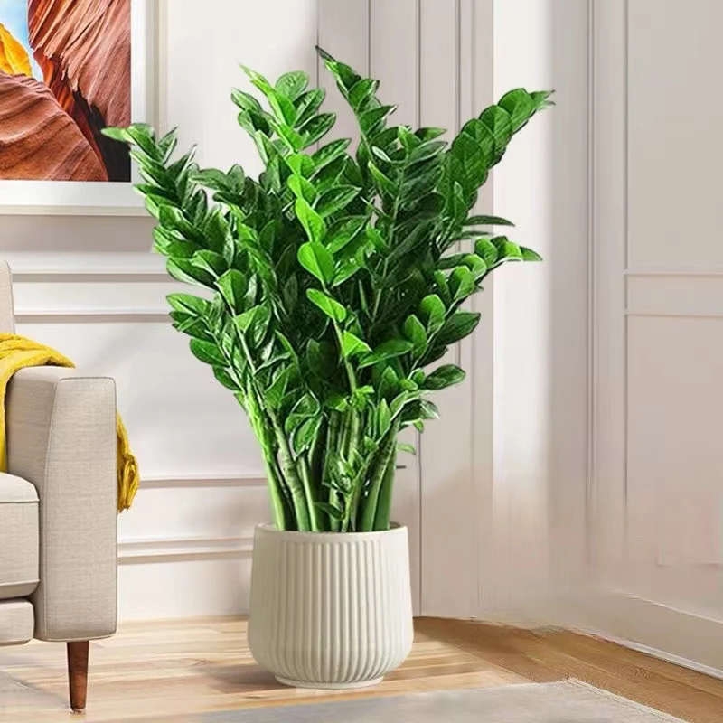 金钱树盆栽植物大气招财钱串子四季常青批发客厅开业乔迁发财树