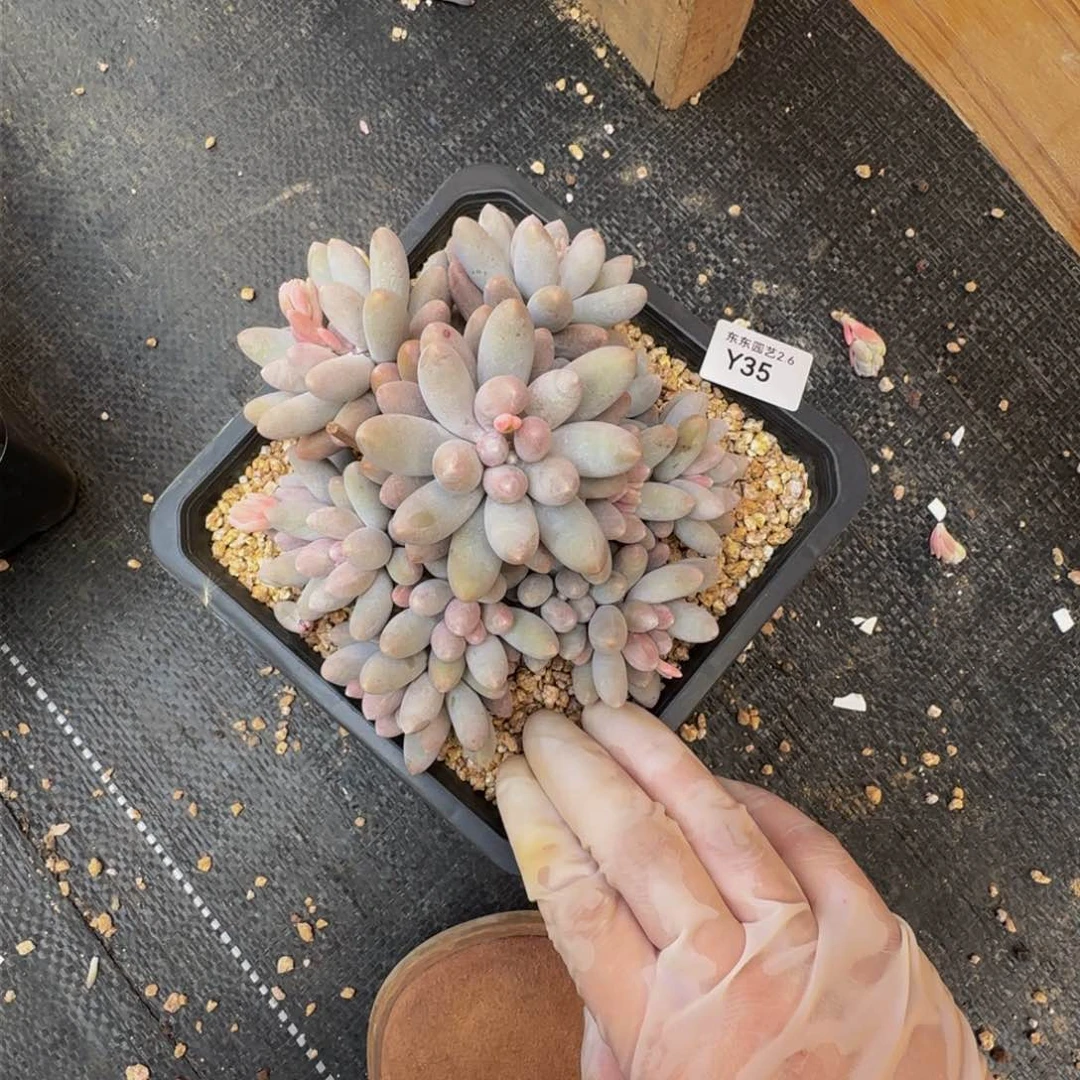 y y y y y y y 35