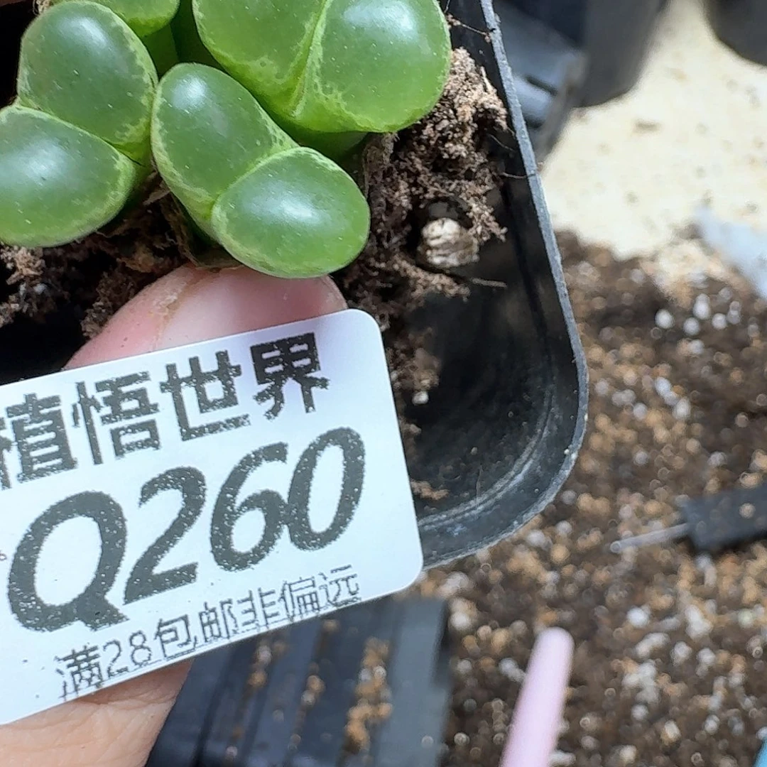 多肉植物的润泽地方