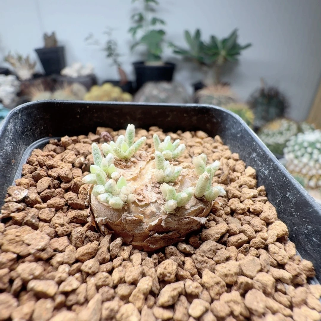 产地红花韧锦带盆发货