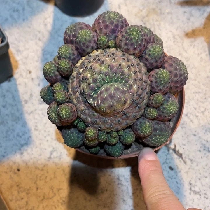 无花朵紫丽丸仙人球