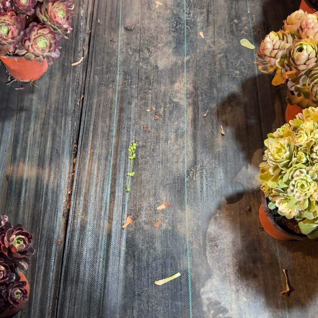 ?**?红魔女运费多肉