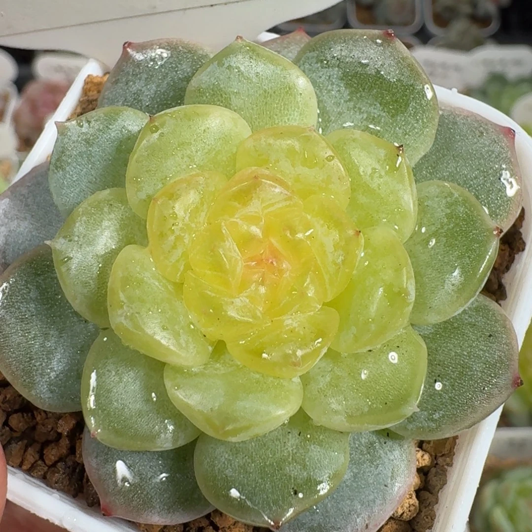 0925-114-金色传说
