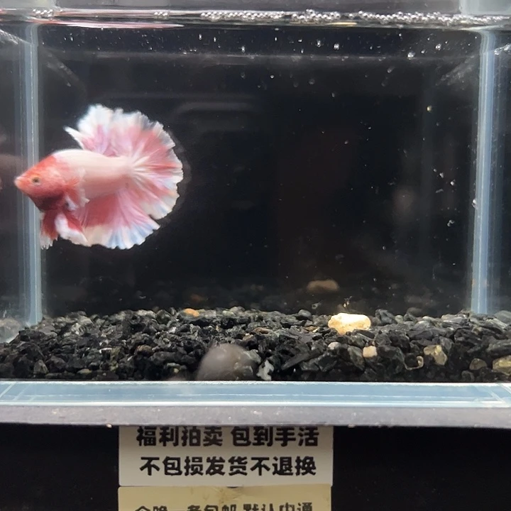 斗鱼竞拍跑单拉黑18日128