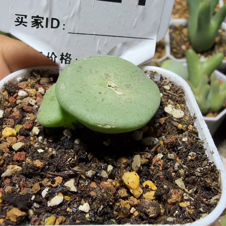 124。多肉植物的生长
