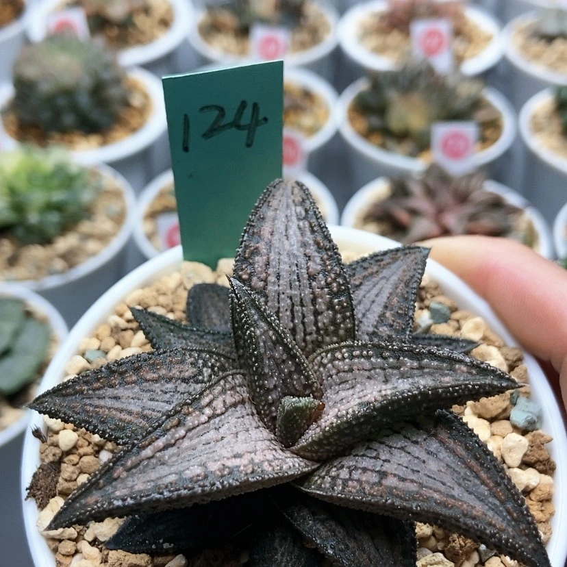 【闪购商品】124锦带桥