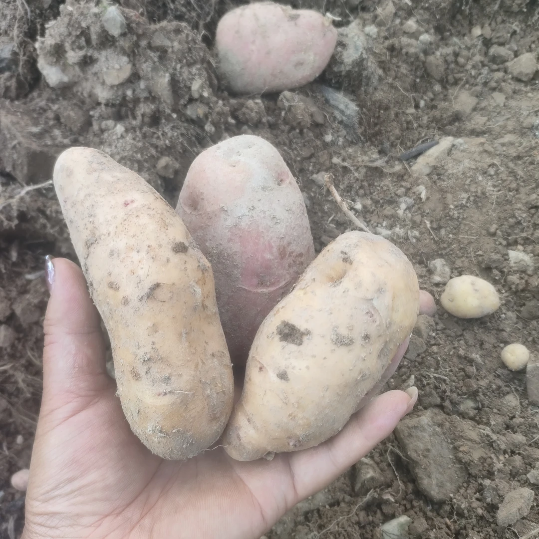 贵州高山红皮黄心洋芋