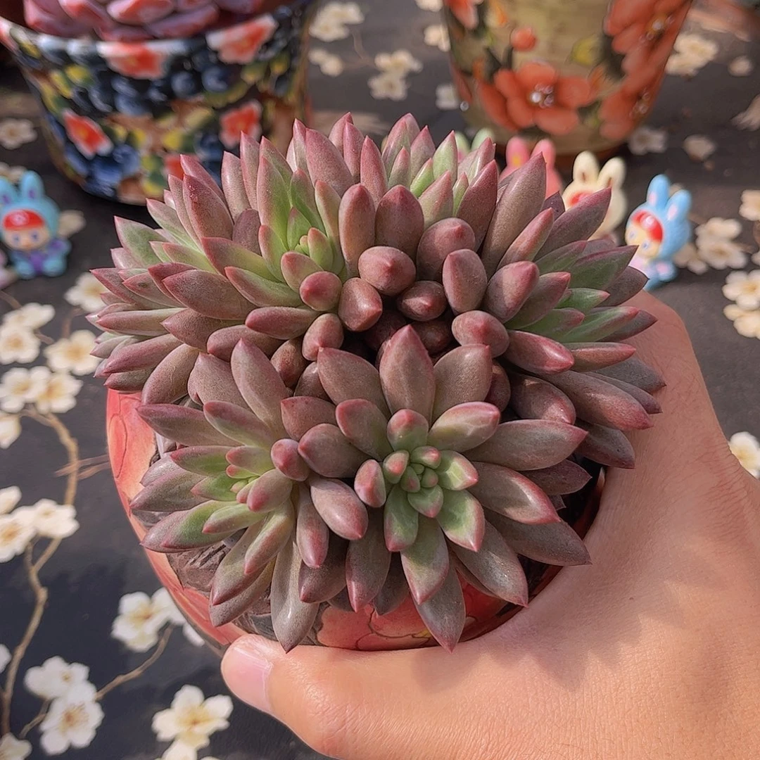 韩版羽毛纹虞美人多肉