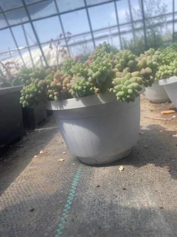 玉坠【满15包邮】彩虹玉坠 多肉拼盘 缓解视疲劳 疗愈