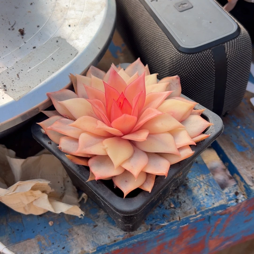 H***@，，，，，，，，，，，，，，，，，