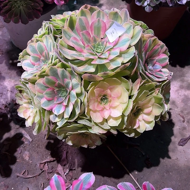 多肉植物雨荷00101