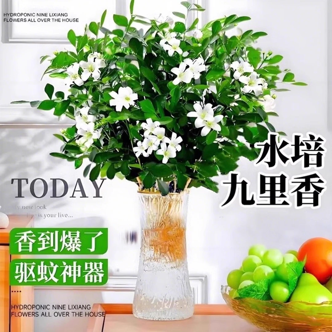 九里香盆栽四季开花水培植物桌面绿植客厅室内发财树花卉懒人好养