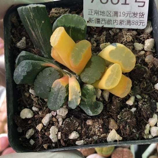 7661，新号福利特价一款