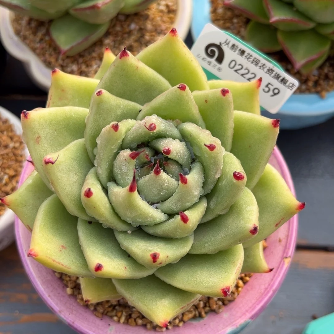 从前慢多肉精选编号0222.59