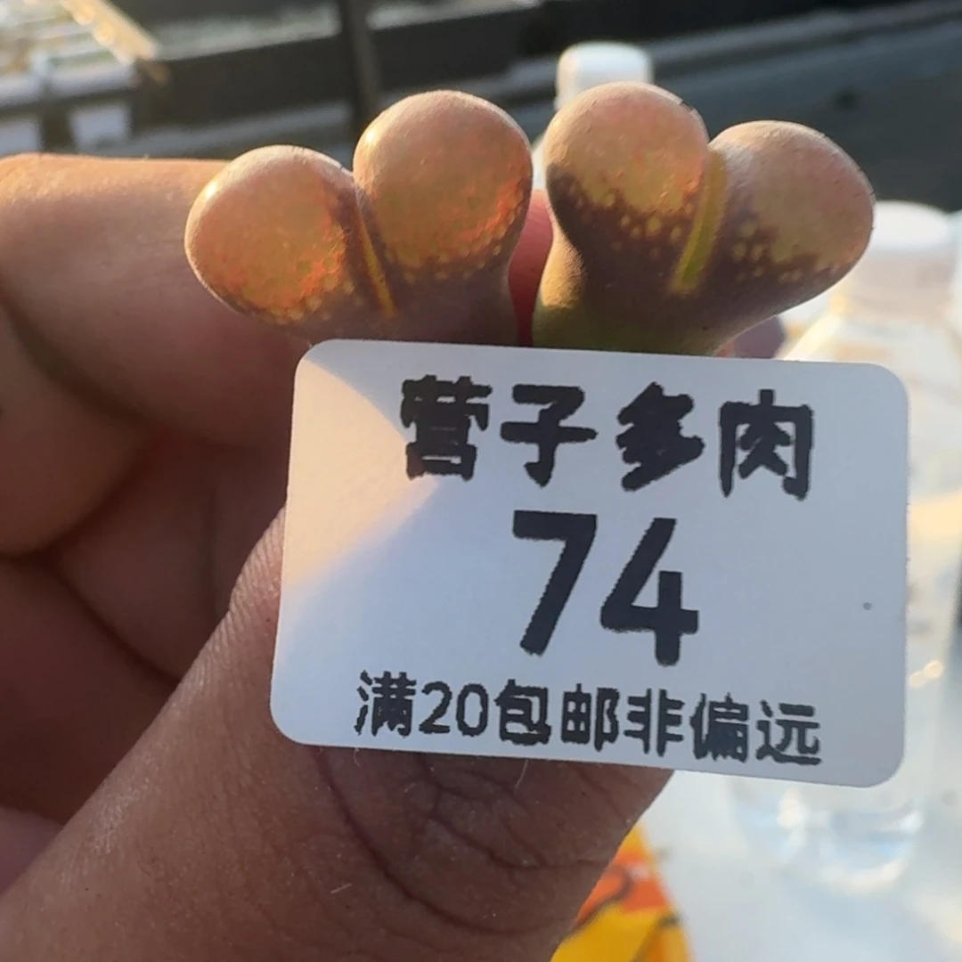 红风铃两颗。