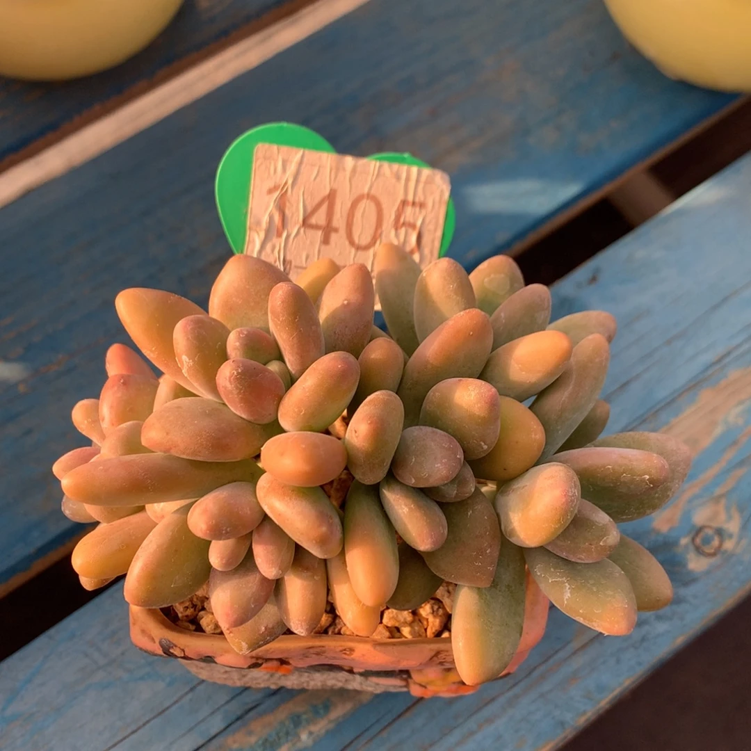 kk美人朵朵无砍1405