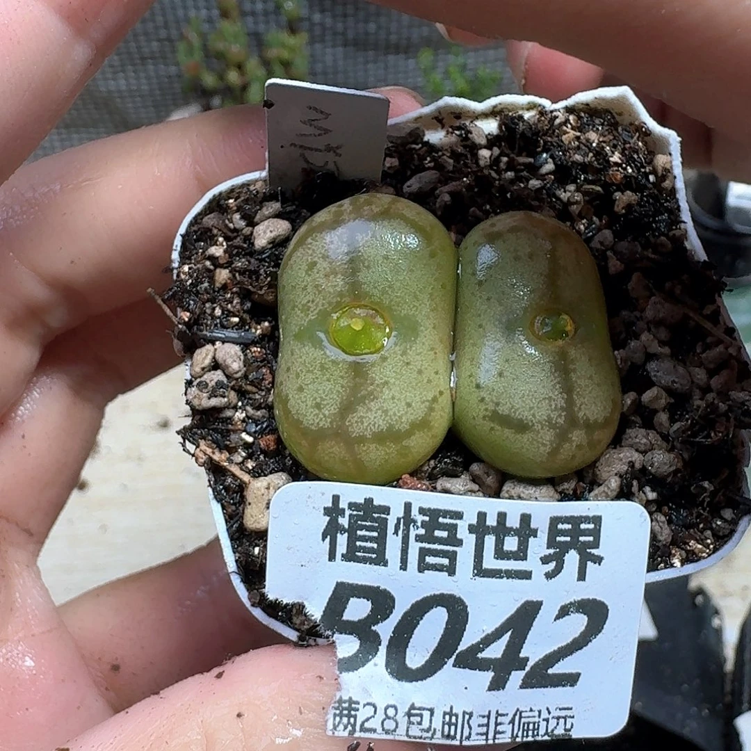 drzwdrz多肉植物的人生