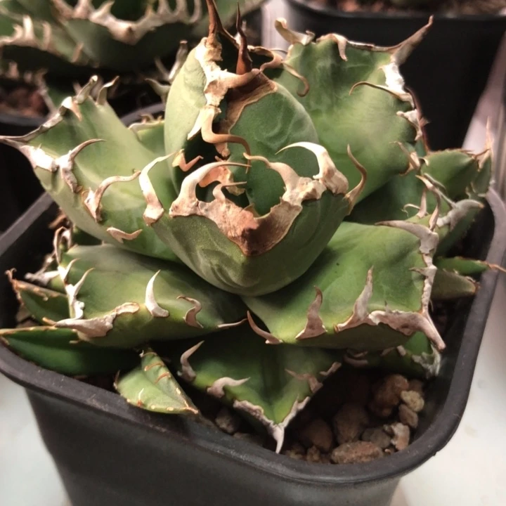 魔丸仁王冠龙舌兰