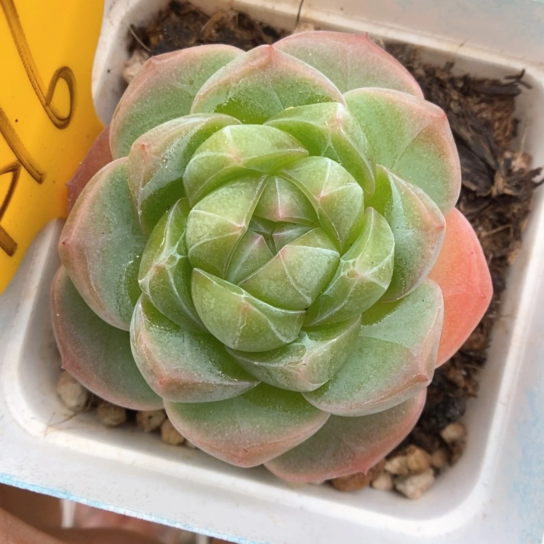 钻心珍妮可拍416号。