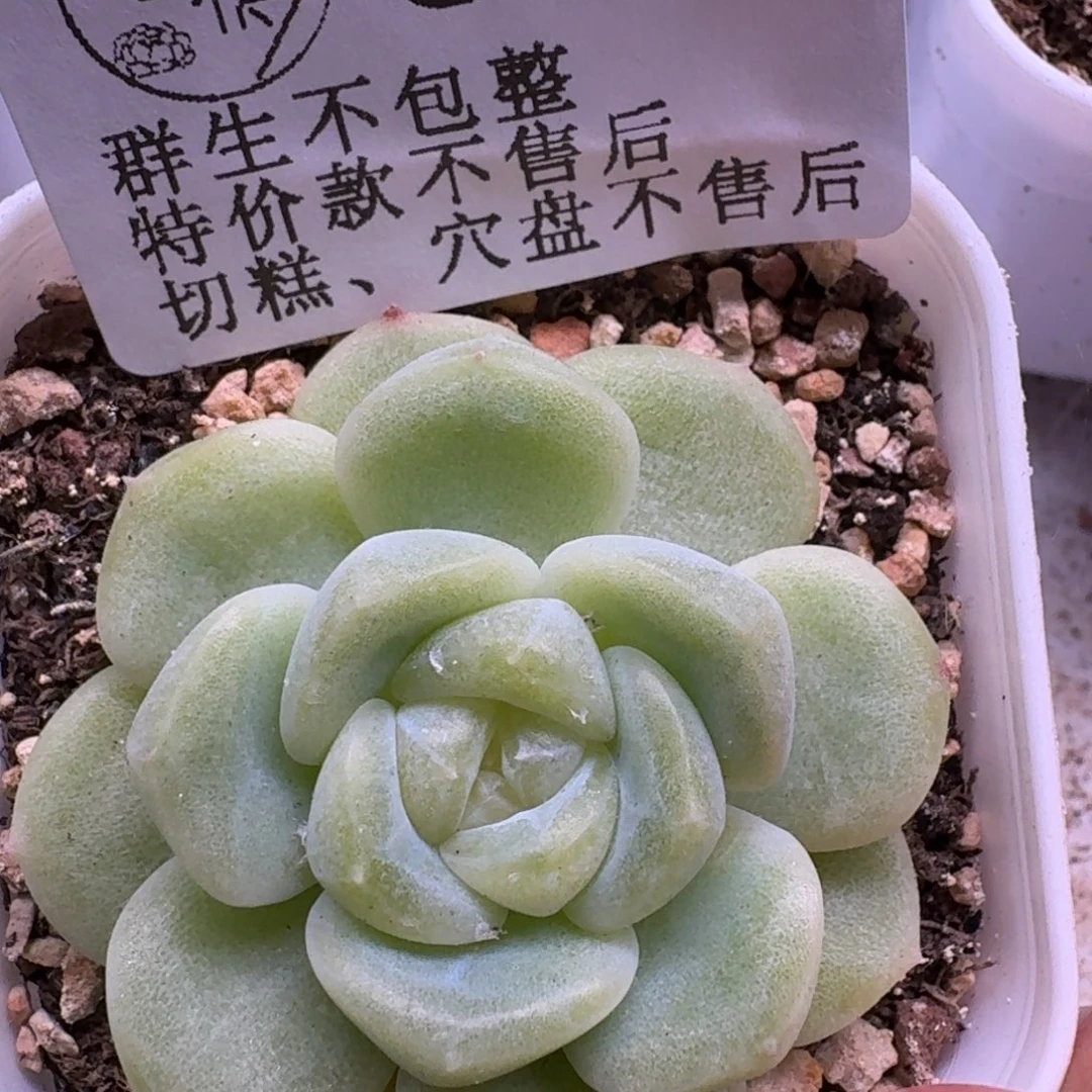 如图643新珍妮5.5方盆一颗